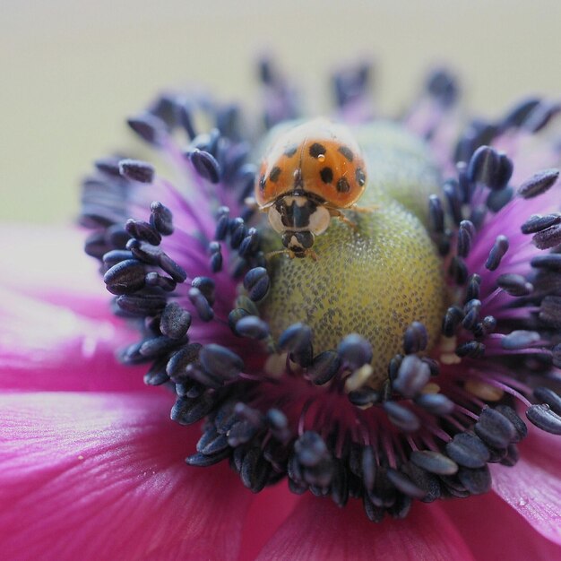 Foto close-up de mariposa em flor