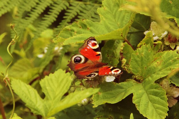 Foto close-up de mariposa em folha