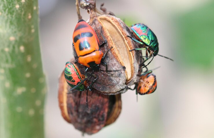 Foto close-up de mariposa em folha