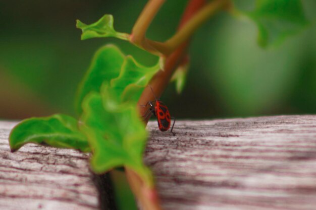 Foto close-up de mariposa em folha