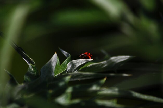 Foto close-up de mariposa em folha