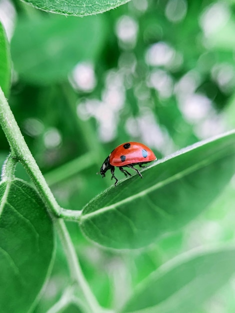 Foto close-up de mariposa em folha