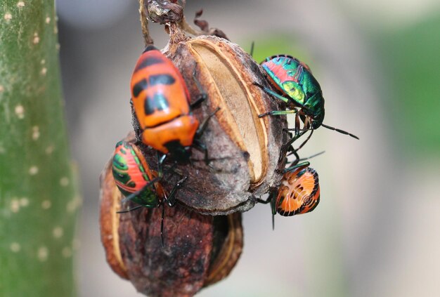 Foto close-up de mariposa em folha