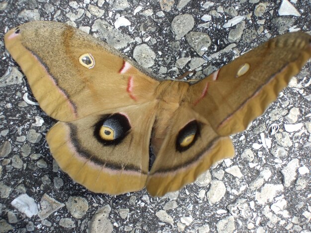 Foto close-up de mariposa na parede