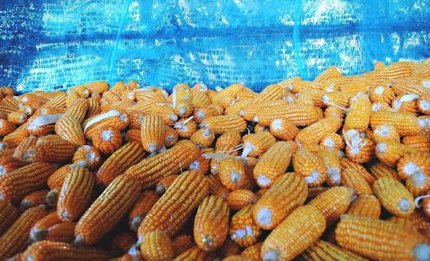 close-up de milho seco amarelo