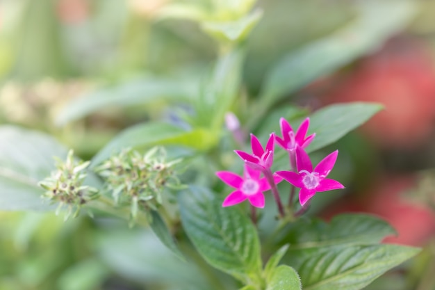 Close-up de mini lindas flores cor de rosa com folhas verdes natureza