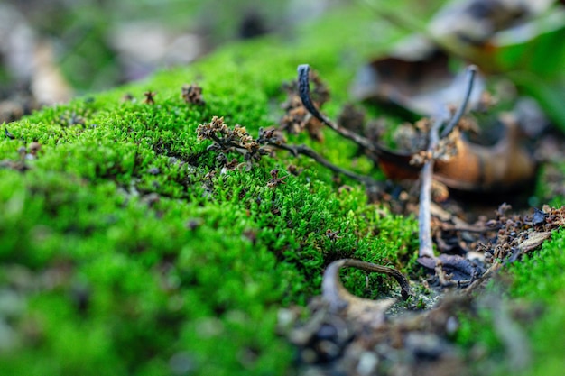 Close up de mofo verde em floresta com vegetação