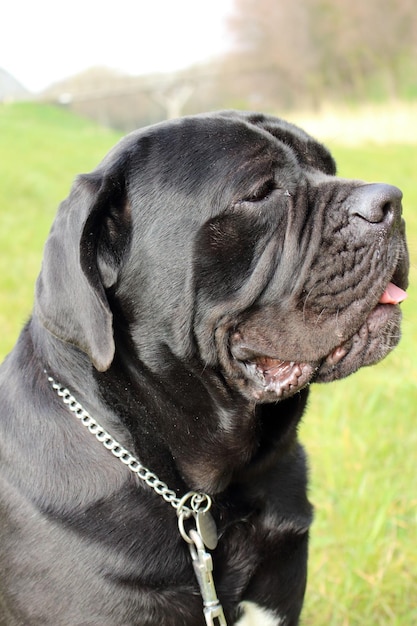 Foto close-up de molosser preto olhando para o campo