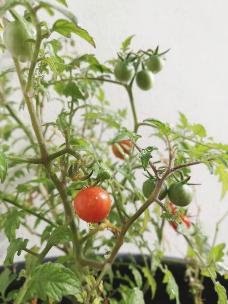 Foto close-up de morango crescendo em uma árvore