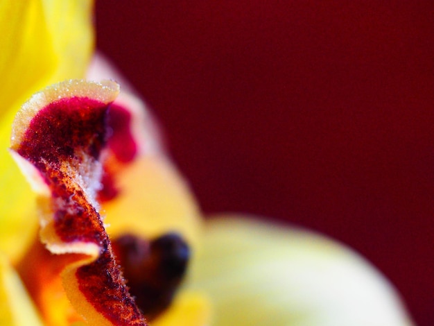 Foto close-up de morango na mesa