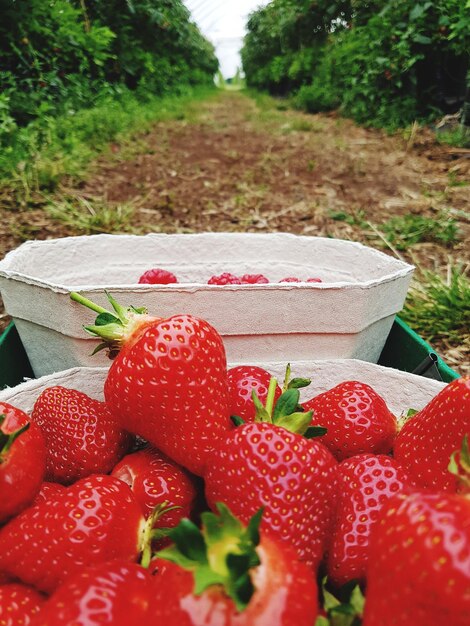 Foto close-up de morangos em recipiente no campo