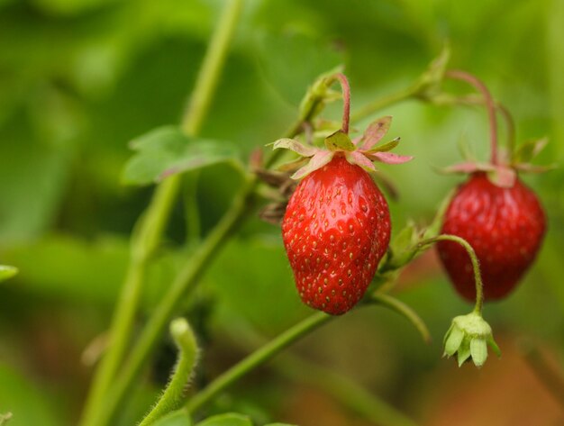 Close-up de morangos na planta