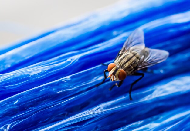 Foto close-up de mosca doméstica em plástico