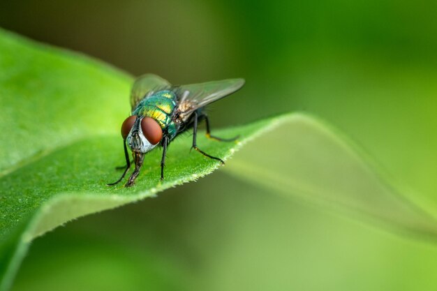 Foto close-up de mosca doméstica