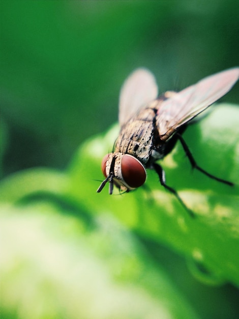 Foto close-up de mosca doméstica