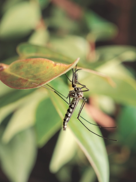 Foto close-up de mosquito aedes aegypti