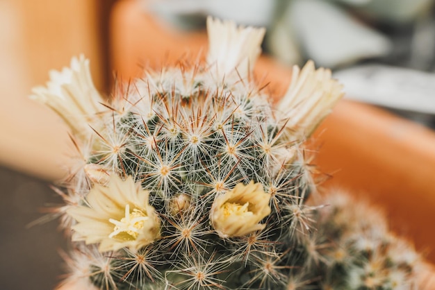 Close-up de mudas varietais de flores de cacto Mammillaria alongadas em uma panela. Plantas em um centro de jardim.