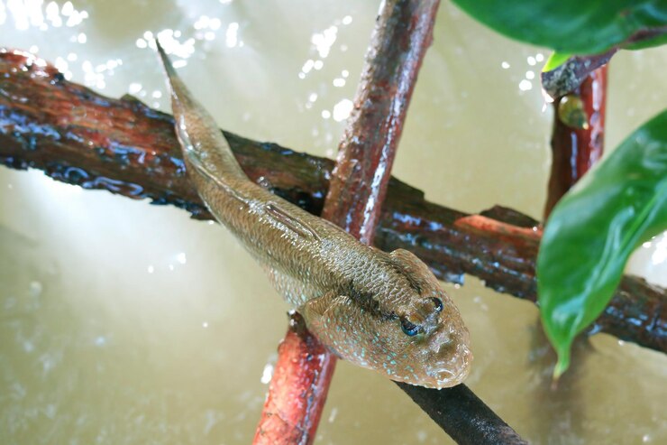 Foto close-up de mudskipper escalando no ramo da árvore de mangue província de chonburi golfo da tailândia