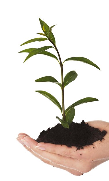 Foto close-up de mulher segurando planta contra fundo branco