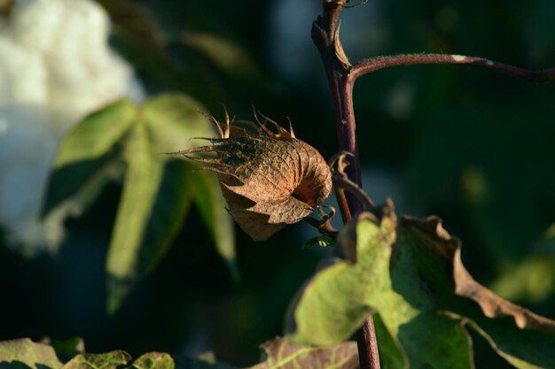 Foto close-up de murcha na planta