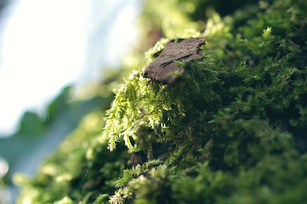Close-up de musgo crescendo ao ar livre
