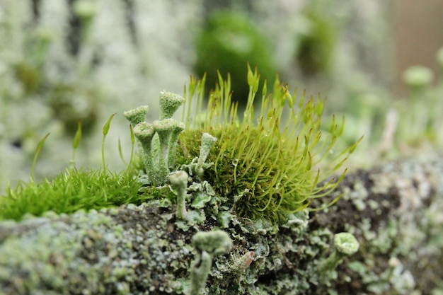 Close-up de musgo crescendo no campo