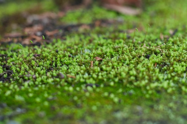 Close-up de musgo crescendo no campo