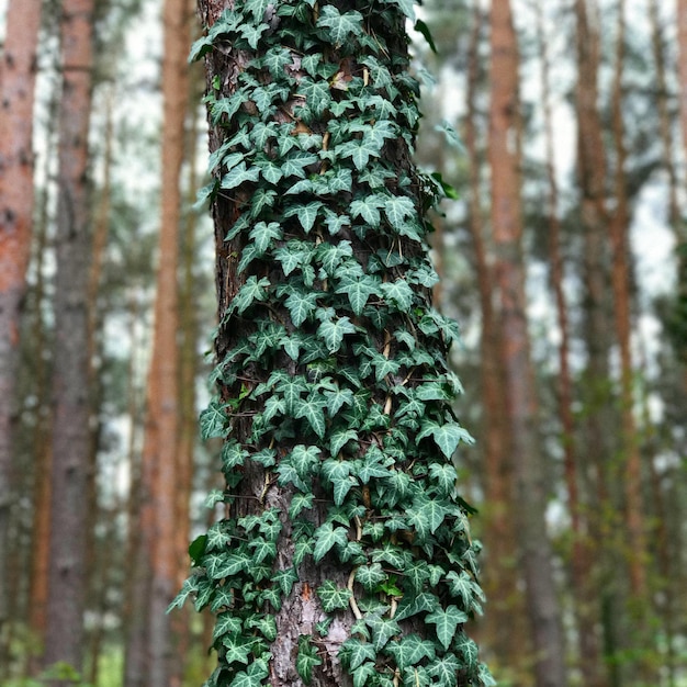 Foto close-up de musgo crescendo no tronco da árvore