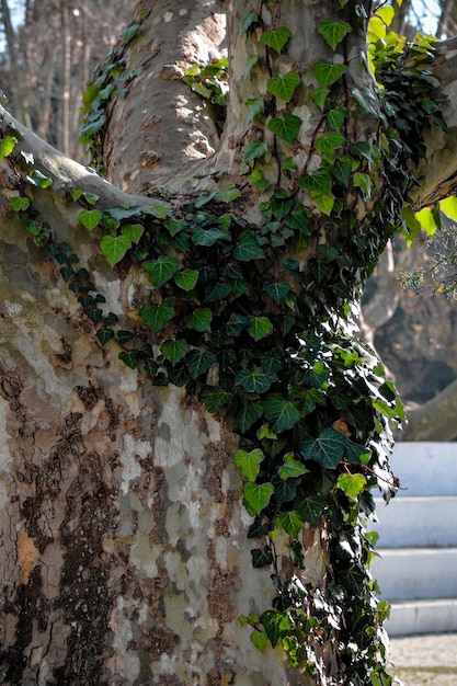 Foto close-up de musgo crescendo no tronco da árvore