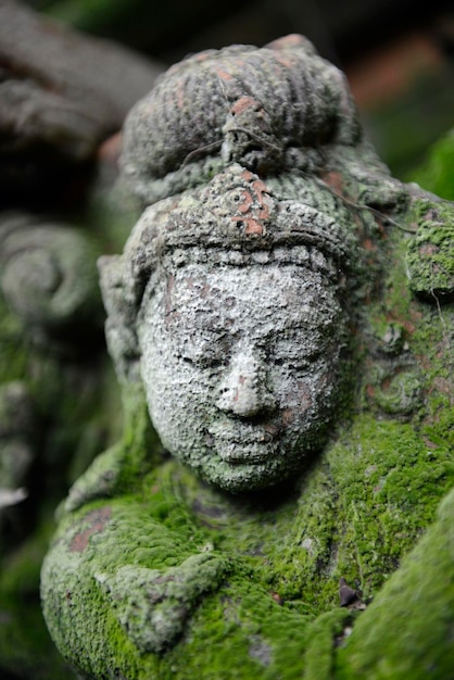 Close-up de musgo em escultura