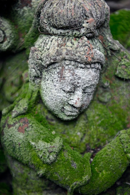 Close-up de musgo em escultura