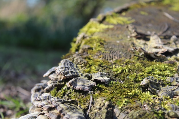 Close-up de musgo em rocha