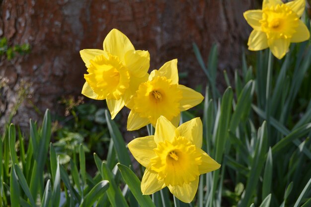 Close-up de narcisos amarelos florescendo ao ar livre