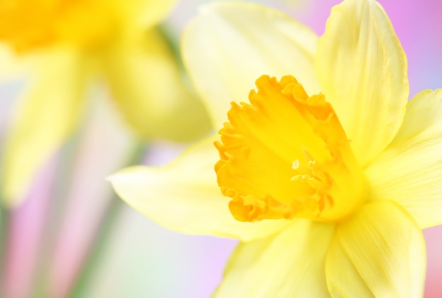 Close-up, de, narcisos silvestres