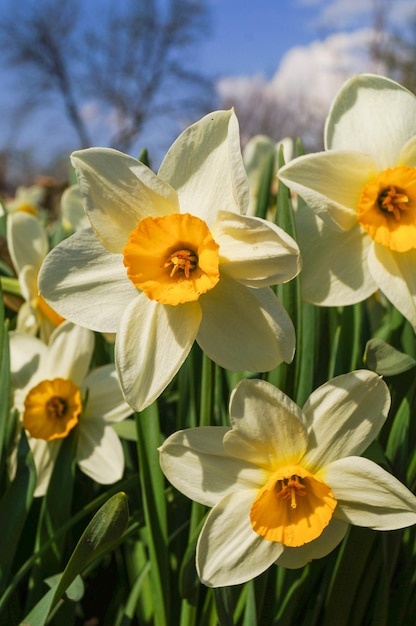 Foto close-up de narcisso amarelo