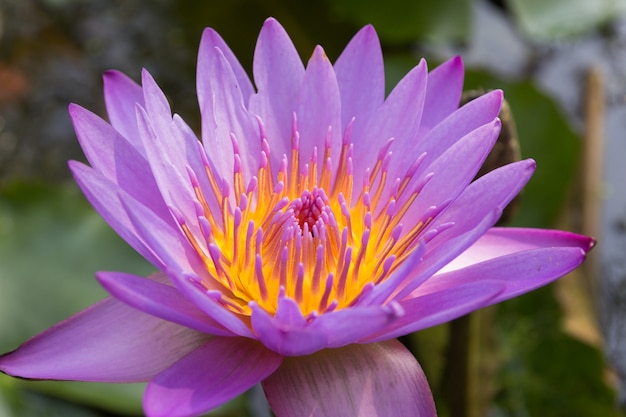 Close-up de nenúfar violeta (Lotus)