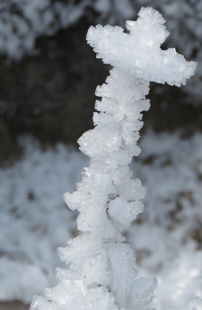 Foto close-up de neve em árvore