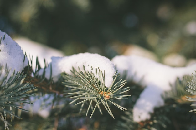 Close-up de neve em galho