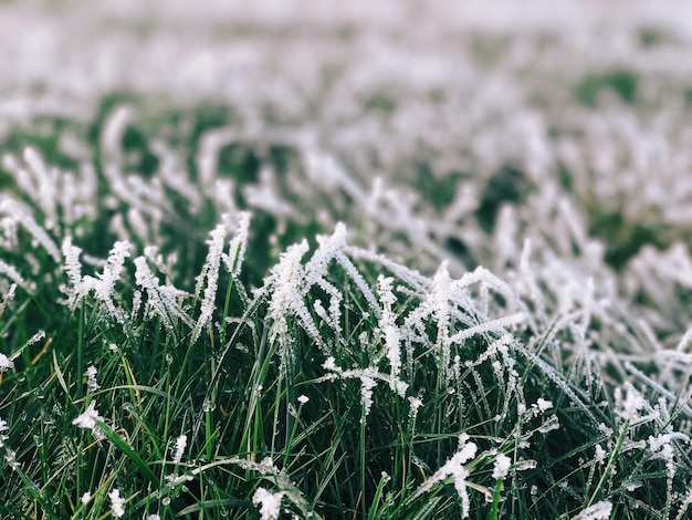 Foto close-up de neve em plantas