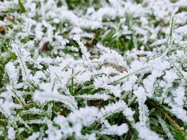 Close-up de neve na grama