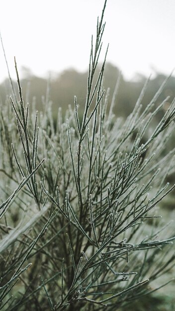 Foto close-up de neve no campo contra o céu