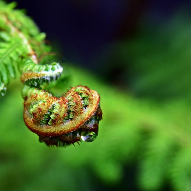 close-up de novas folhas de samambaia