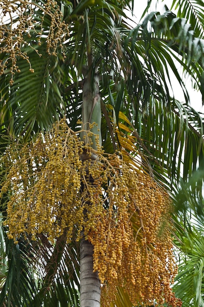 Close up de noz de betel amarela em uma palmeira