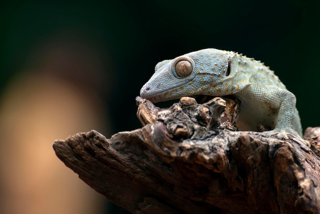 Close-up de olhos de uma lagartixa tokay