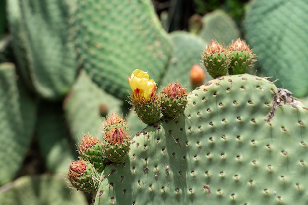 Close up de Opuntia comumente chamado de pera espinhosa é um gênero da família de cactos Cactaceae