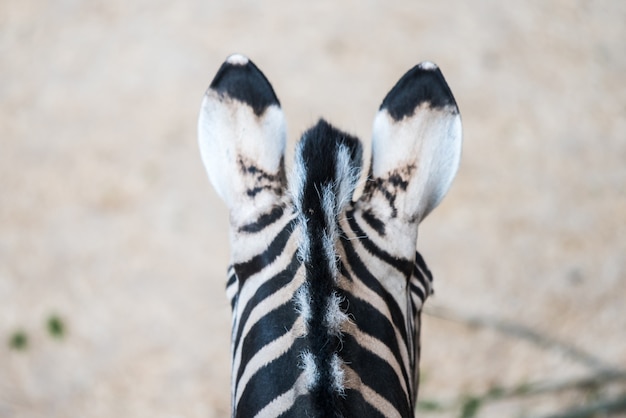 Close-up de orelhas de penteado engraçado de zebras. vista traseira