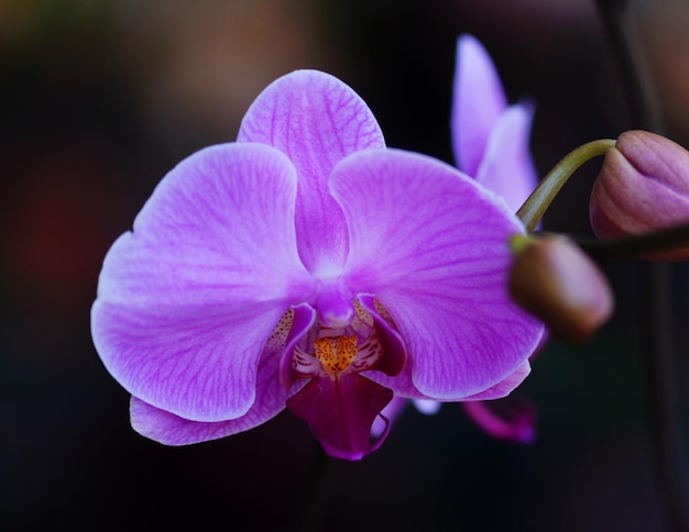 Close-up de orquídea florescendo ao ar livre