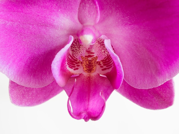 Foto close-up de orquídea rosa contra fundo branco