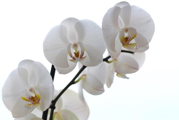 Close-up de orquídeas brancas contra fundo branco