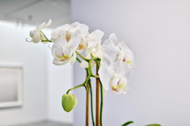 Foto close-up de orquídeas brancas em casa